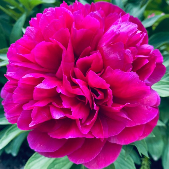 Meet your Posher, Fifi - Picture 1 of 1